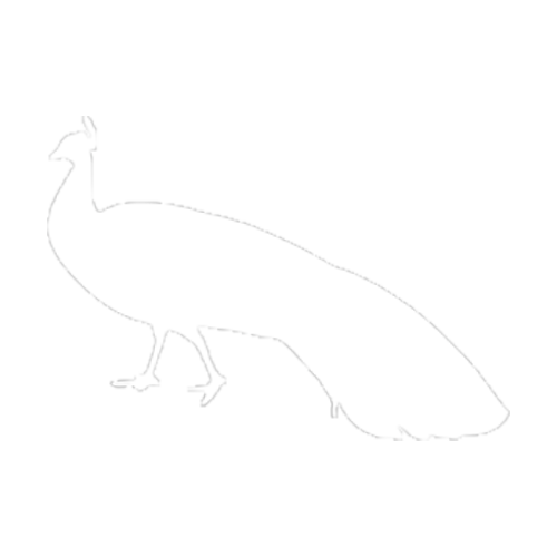Pavão